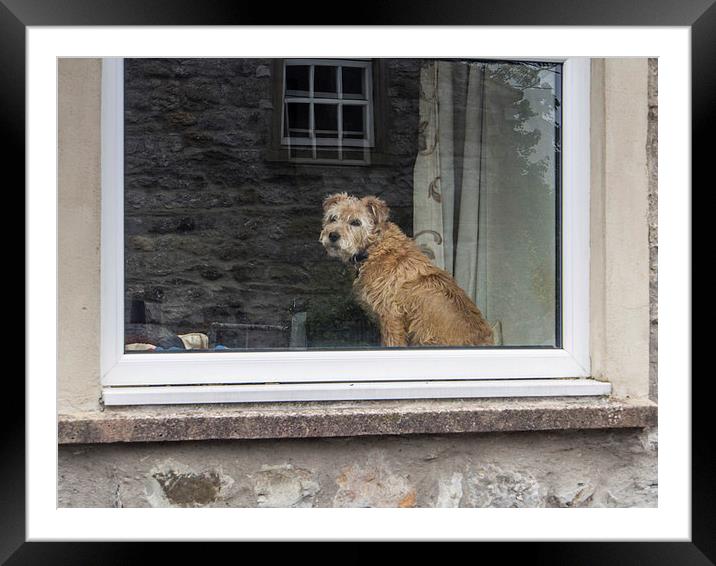  Who is that doggy in the window Framed Mounted Print by Peter Stuart