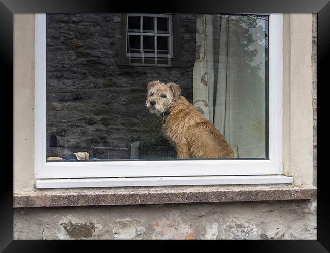  Who is that doggy in the window Framed Print by Peter Stuart