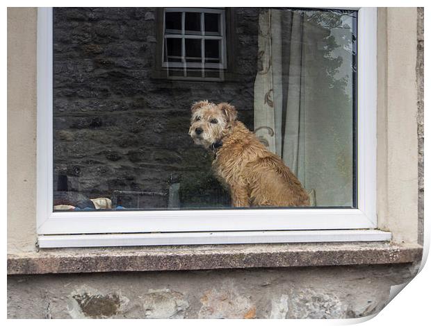  Who is that doggy in the window Print by Peter Stuart