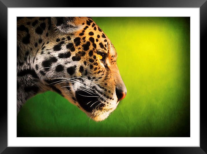  The Stare Framed Mounted Print by Don Alexander Lumsden