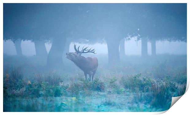 Red deer stag Print by Inguna Plume