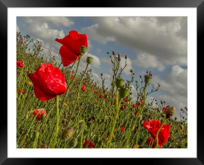 Pentire Poppy Framed Mounted Print by andy toby