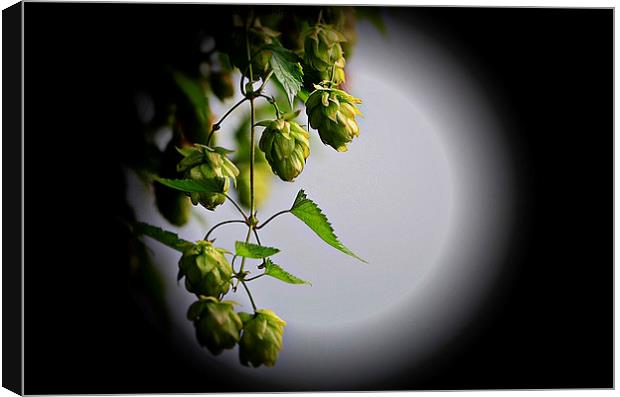  Hops in the moonlight  Canvas Print by sylvia scotting