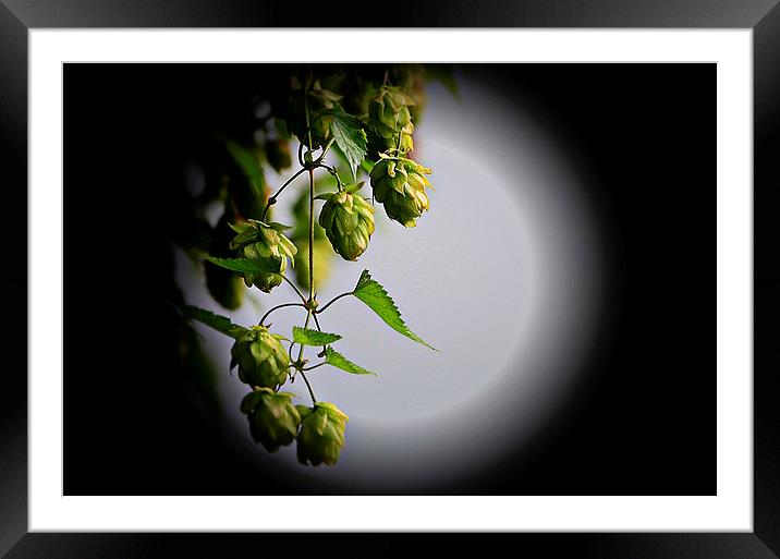  Hops in the moonlight  Framed Mounted Print by sylvia scotting