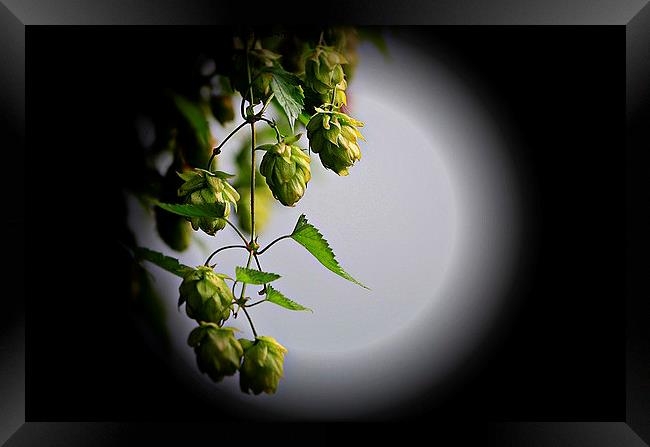  Hops in the moonlight  Framed Print by sylvia scotting