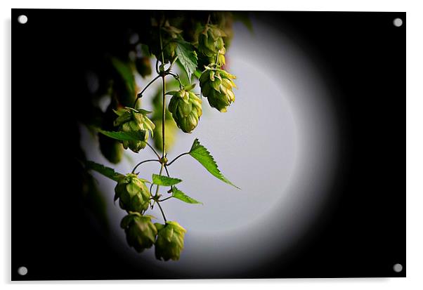  Hops in the moonlight  Acrylic by sylvia scotting