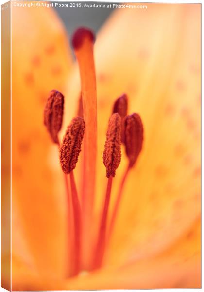  Orange Lily  Canvas Print by Nigel Poore