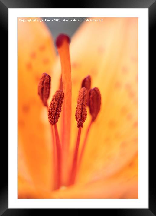 Orange Lily  Framed Mounted Print by Nigel Poore