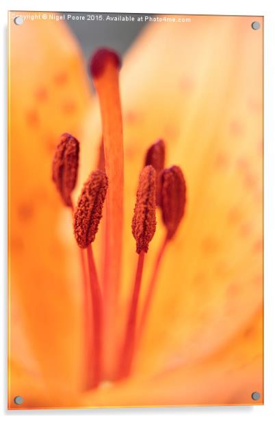  Orange Lily  Acrylic by Nigel Poore