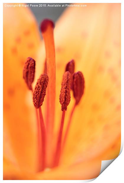  Orange Lily  Print by Nigel Poore