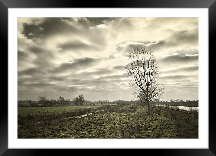 Tree on Beccles Marshes Framed Mounted Print by Stephen Mole