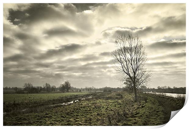 Tree on Beccles Marshes Print by Stephen Mole