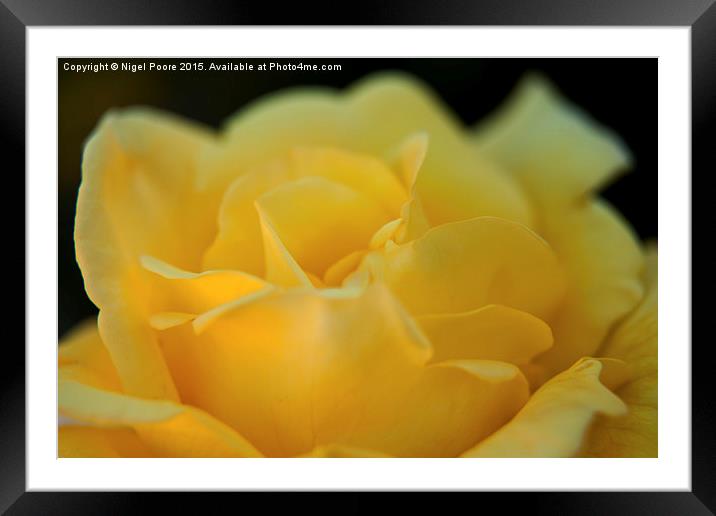  Yellow Rose Framed Mounted Print by Nigel Poore
