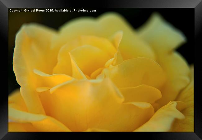  Yellow Rose Framed Print by Nigel Poore