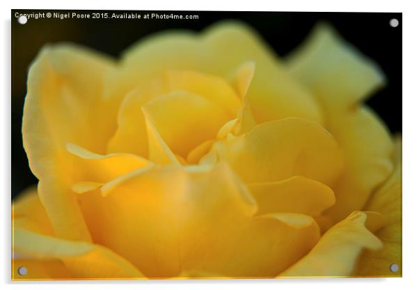  Yellow Rose Acrylic by Nigel Poore