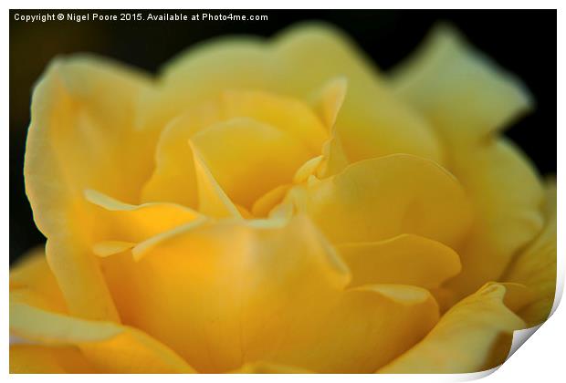  Yellow Rose Print by Nigel Poore