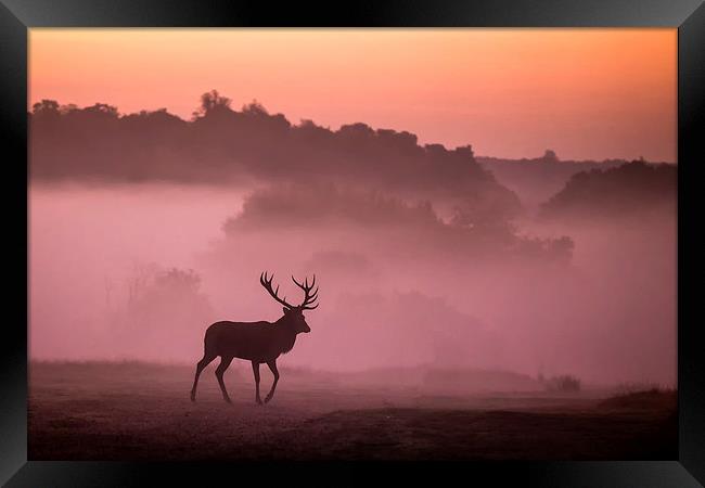  Red Deer Stag Framed Print by Ian Hufton
