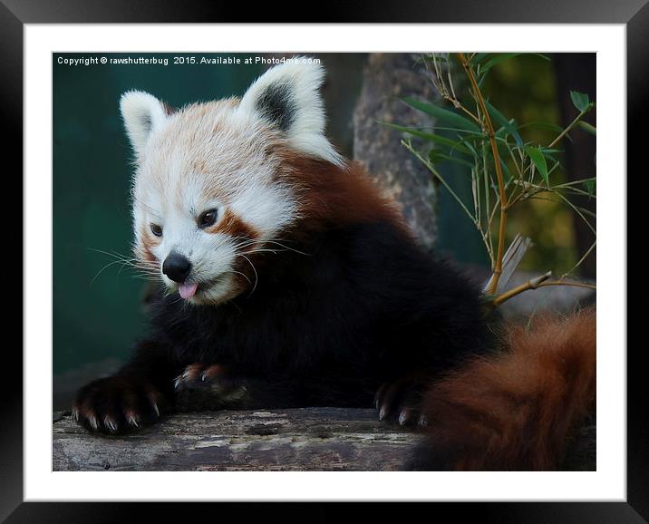 Red Panda Framed Mounted Print by rawshutterbug 
