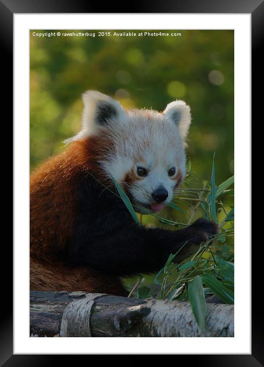 Red Panda Portrait Framed Mounted Print by rawshutterbug 