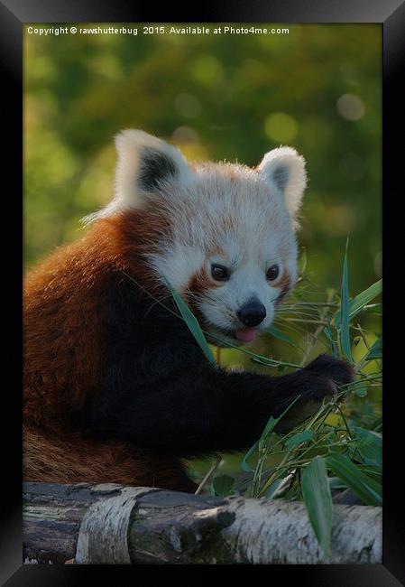 Red Panda Portrait Framed Print by rawshutterbug 
