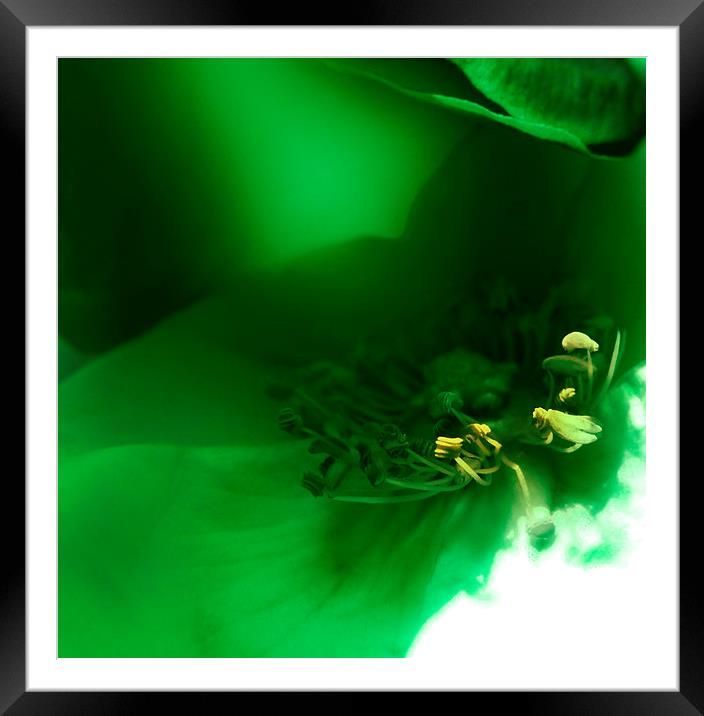  Green  Framed Mounted Print by Florin Birjoveanu