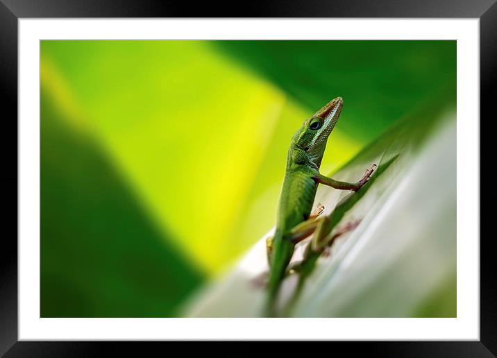  green Framed Mounted Print by Kelvin Rumsby