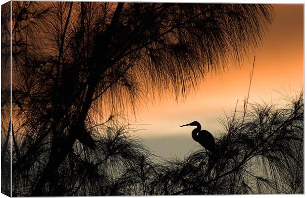 Home to Roost. A Snowy Egret (Egretta thula) Canvas Print by John Edwards