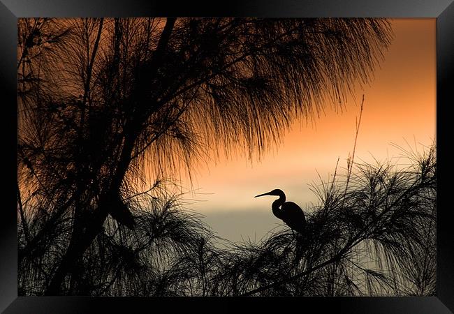 Home to Roost. A Snowy Egret (Egretta thula) Framed Print by John Edwards