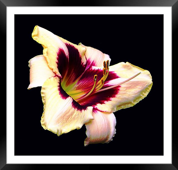 Gorgeous Lily   Framed Mounted Print by james balzano, jr.