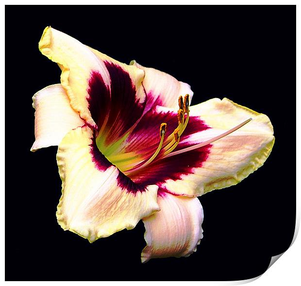Gorgeous Lily   Print by james balzano, jr.
