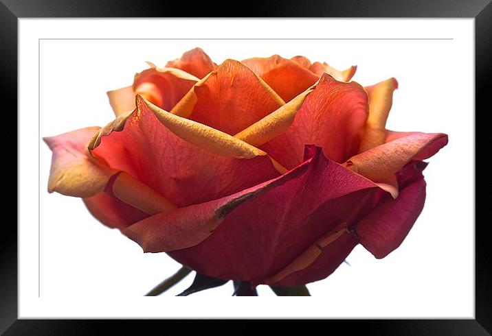  Large Red and Yellow Rose Head Framed Mounted Print by Sue Bottomley