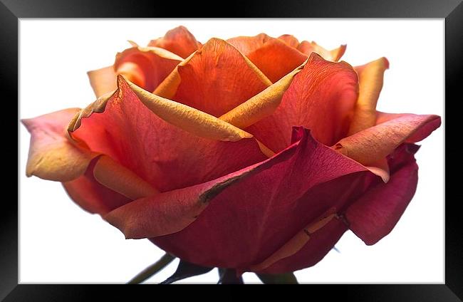  Large Red and Yellow Rose Head Framed Print by Sue Bottomley