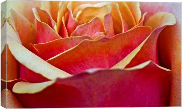 Close up of a large Rose flower head  Canvas Print by Sue Bottomley