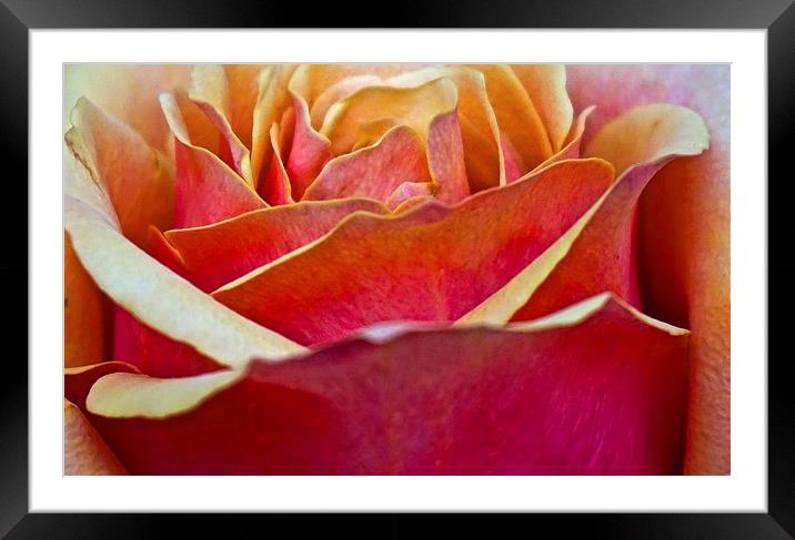 Close up of a large Rose flower head  Framed Mounted Print by Sue Bottomley