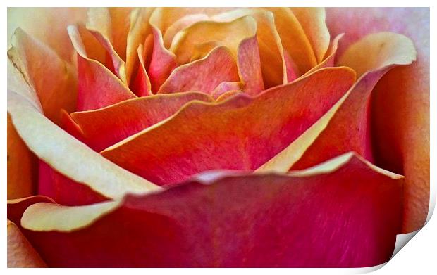 Close up of a large Rose flower head  Print by Sue Bottomley