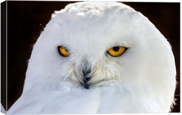 snowy owl Canvas Print by Kelvin Rumsby