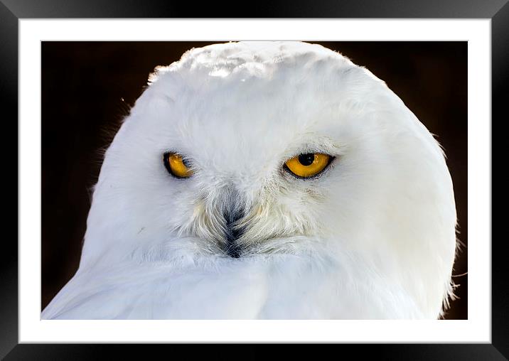  snowy owl Framed Mounted Print by Kelvin Rumsby