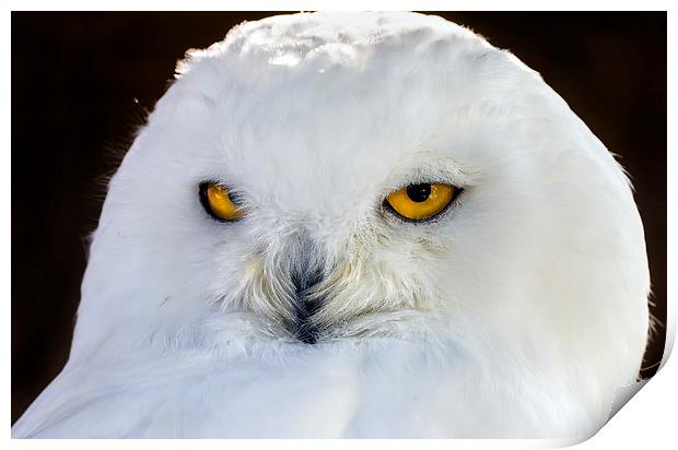  snowy owl Print by Kelvin Rumsby