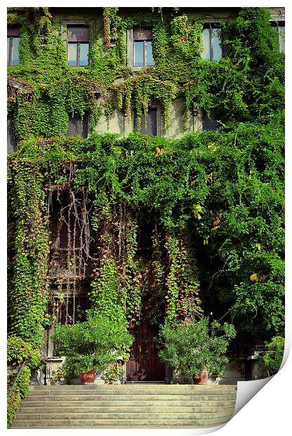 Ivy facade Print by Adam Szuly