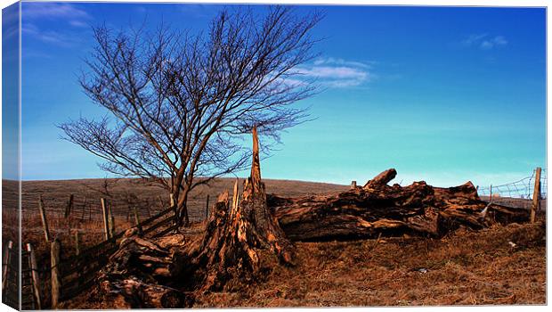 tree stump Canvas Print by Tommy Reilly