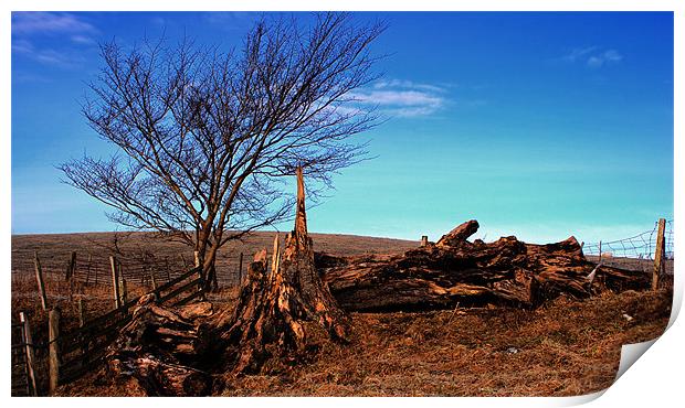 tree stump Print by Tommy Reilly