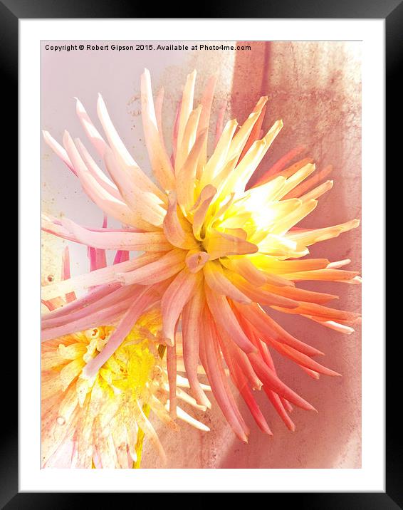    A summer Dahlia flower with added  texture Framed Mounted Print by Robert Gipson