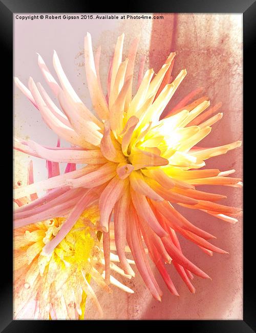    A summer Dahlia flower with added  texture Framed Print by Robert Gipson