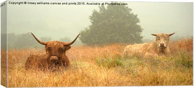 Highland Cow series. Heelans In The Mist  Canvas Print by Linsey Williams