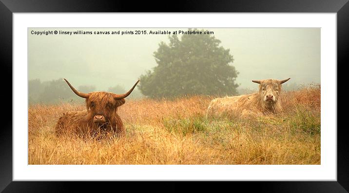 Highland Cow series. Heelans In The Mist  Framed Mounted Print by Linsey Williams