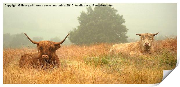 Highland Cow series. Heelans In The Mist  Print by Linsey Williams