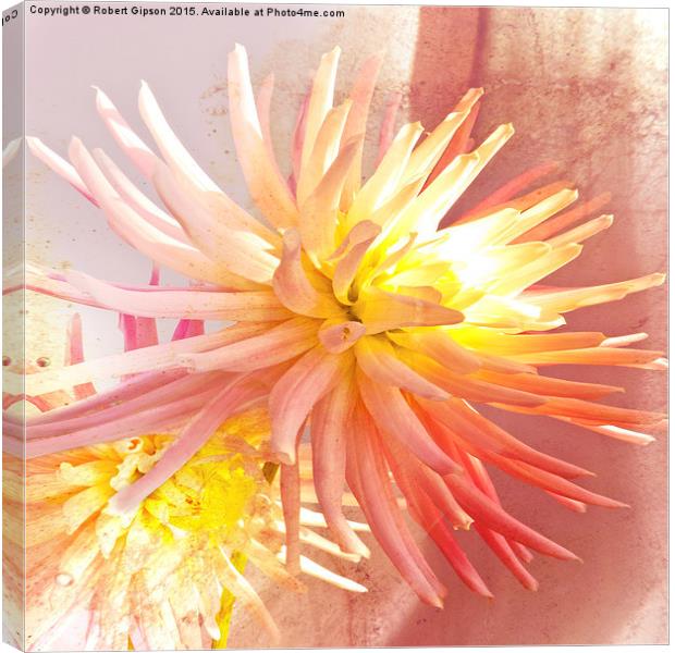     A summer Dahlia flower with added  texture Canvas Print by Robert Gipson