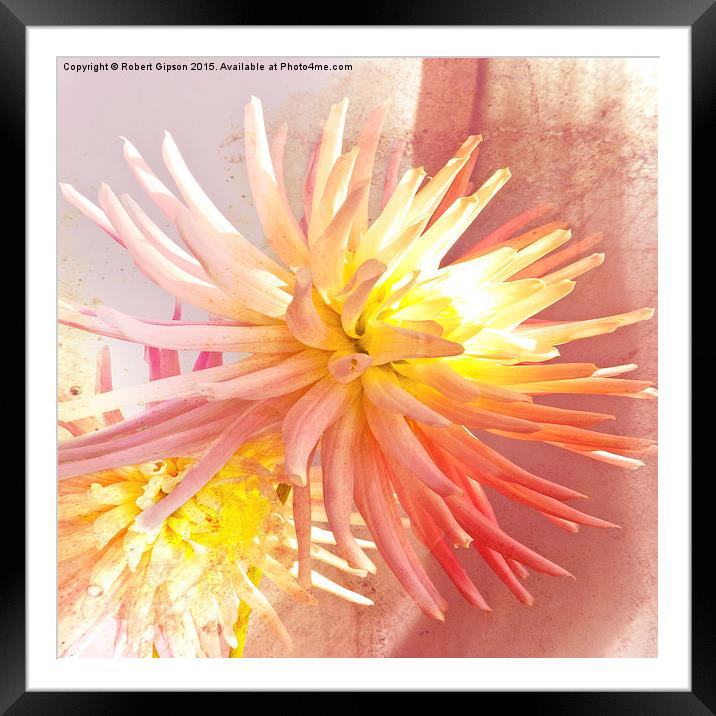     A summer Dahlia flower with added  texture Framed Mounted Print by Robert Gipson