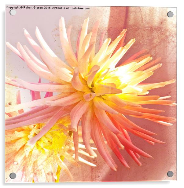     A summer Dahlia flower with added  texture Acrylic by Robert Gipson