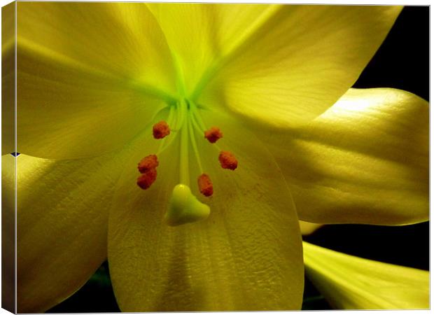 Mellow Yellow Flower Canvas Print by patrick dinneen